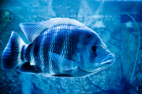 老头鱼：最适合夏季食用的鱼类