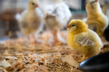 中国养鸡业巨变：大型养鸡场如何提高生产效益？