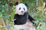关于熊猫的故事(全球都在讲的话题！关于熊猫的故事)